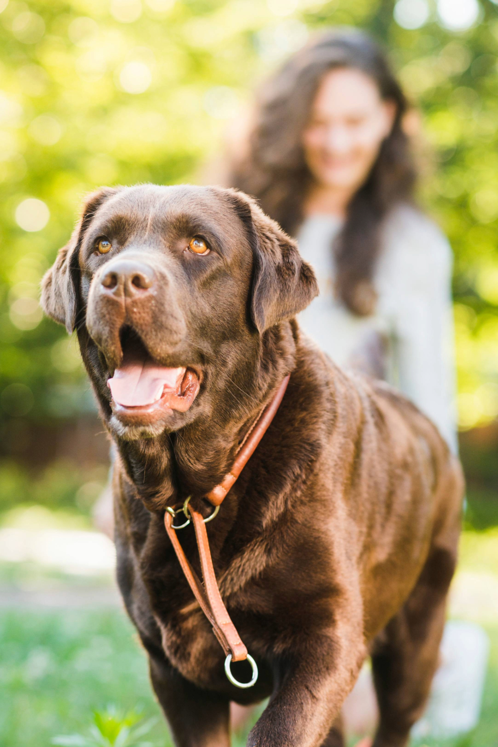 Perro feliz sonriendo